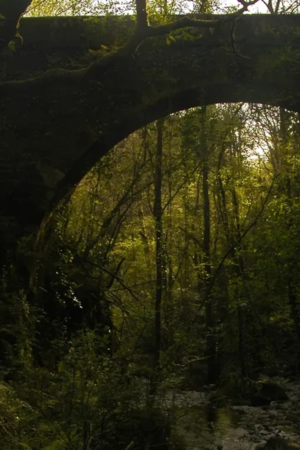 Ponte sobre o río Sesín baixo o bosque